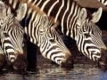 bushveld game walk, zebras