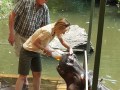 Jessica the Hippo