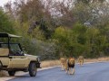 Kruger Guided Drives