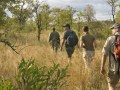 Kruger Guided Walk