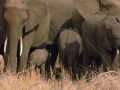 Kruger Park elephants