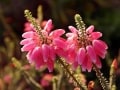 Book and travel, fynbos-erica,Walking through Cape Fynbos ,Cape Winelands Walk