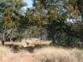 bushveld game walk,Bushveld vegetation