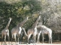 bushveld game walk