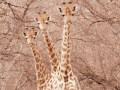 bushveld game walk, giraffes