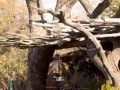 bushveld game walk