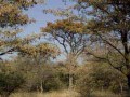 bushveld game walk, bushveld trees