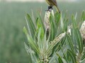 cape-canary