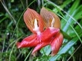 disa