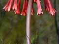 fire-lilly