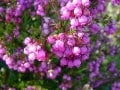 fynbos-erica-laeta