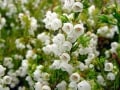 fynbos-erica-subdivaricata