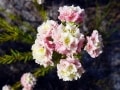 fynbos-lachnaea-densiflora