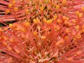 fynbos-leucospermum-open