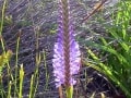 fynbos-micranthus-alopecuroides