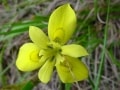 fynbos-moraea-papilionacea