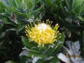 fynbos-protea-leucospermum-conocarpodendron
