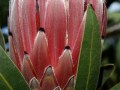 fynbos-protea-neriifolia