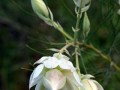 fynbos-seruria blushing-bride