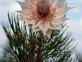 fynbos-seruria-blushing-bride,hiking tours South Africa