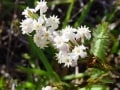 fynbos-struthiola-dodecandra