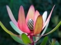 fynbos-tolbos