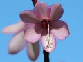 fynbos-watsonia,
