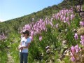 fynbos-watsonias