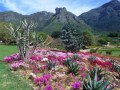 kirstenbosch