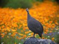 kirstenbosch