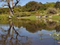 kirstenbosch
