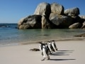 penguin colony