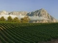 Delaire Graff Estate,Chardonnay vineyards, Cape Winelands Cycling