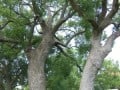 vergelegen-trees
