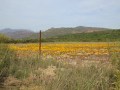 boskloof wild flowers