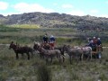 Cederberg donkey cart ride