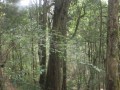 IMG_1731