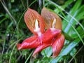 Cape disa