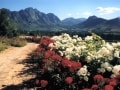 franschhoek-flowers