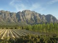 franschhoek-vineyards