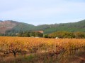 franschhoek-vineyards