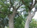 vergelegen-trees
