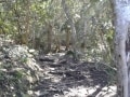 Path to waterfall, Fernkloof Nature Reserve, Hermanus Walk