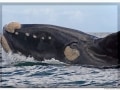 Walking route for whale watching, Hermanus Walk
