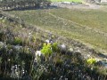 Hiking Elephant trail, Hermanus walk