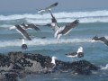 How to book, West Coast Walk,Seagulls
