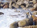 Stony point penguins