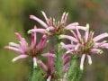 fynbos,kogelberg walk