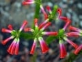Reviews, walking and cycling  holidays in South Africa,Franschhoek valley Walk, Fynbos Erica