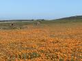 West Coast Cycling